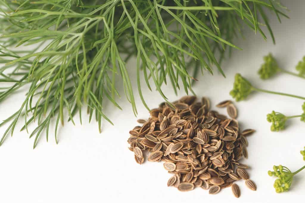 Fennel Substitutes Best Fennel Substitutes That You Never Knew You Had